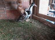 Grajewo ogłoszenia: Sprzedam drób ozdobny i króliki.  
Więcej informacji udzielę... - zdjęcie