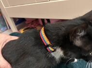 Grajewo ogłoszenia: Znalazłam kota. Czeka na właściciela - zdjęcie