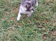 Grajewo ogłoszenia: Oddam kotki Grajewo - zdjęcie