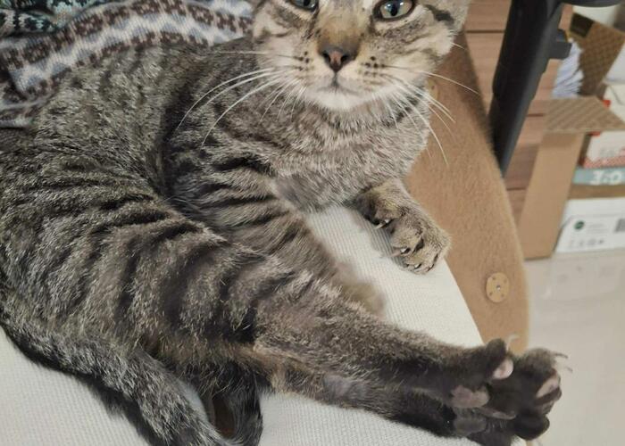 Grajewo ogłoszenia: Znalazłam kotka na ulicy ekologicznej. Szukam dla niego domu....