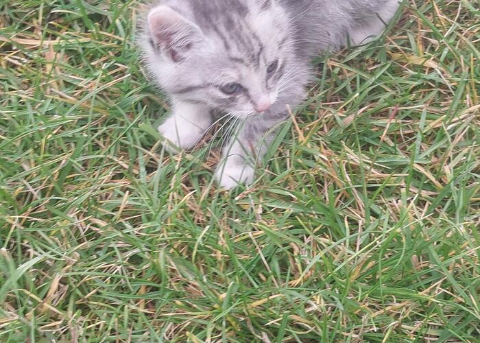 Grajewo ogłoszenia: Oddam kotki Grajewo