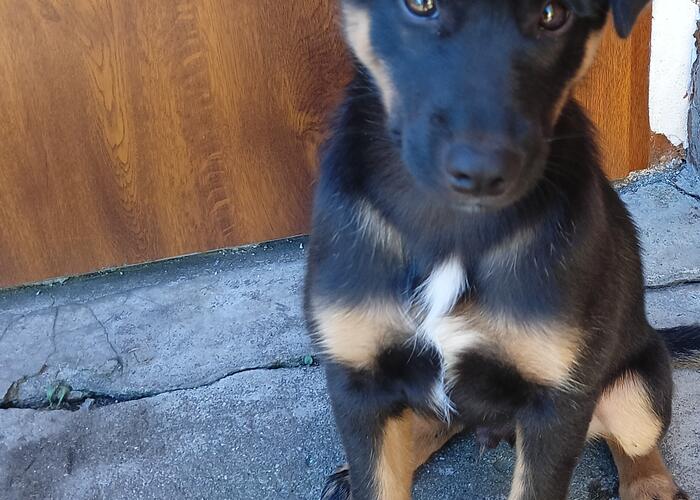 Grajewo ogłoszenia: Oddam psa w dobre ręce; ma 8 miesięcy.