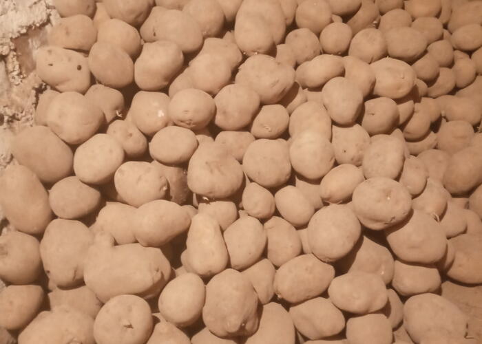 Grajewo ogłoszenia: Witam sprzedam ziemniaki jadalne 2 odmiany:Orlik,Stokrotka cena 1...