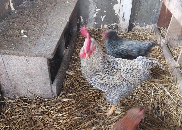 Grajewo ogłoszenia: Sprzedam koguty australorp,amrock, czubatki trójbarwne, kaczki...